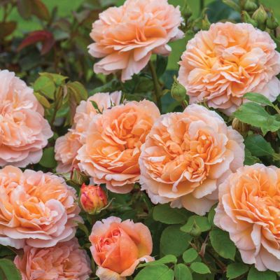 David Austin Rose 'The Lady Gardener ®' (Ausbrass) David Austin Rose 'The Lady Gardener ®' (Ausbrass)