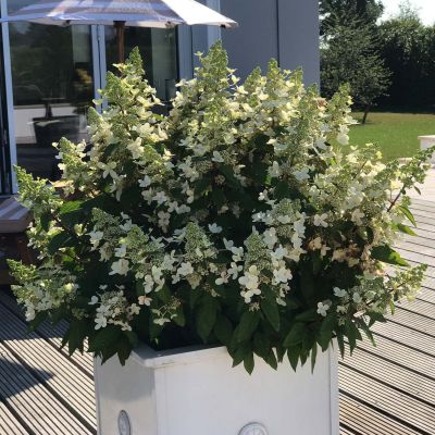 Rispenhortensie 'Magical ® Vesuvio'