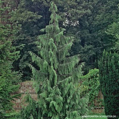 Mähnenzypresse / Hänge- Alaskazypresse / Hänge- Nootkazypresse Mähnenzypresse / Hänge- Alaskazypresse / Hänge- Nootkazypresse