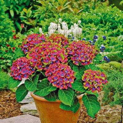 Hortensie Saxon® 'Schloss Wackerbarth®'