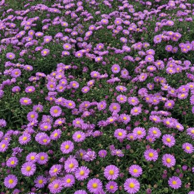 Kissen-Aster 'Blue Lapis'