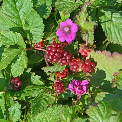 Allackerbeere 'Mespi'