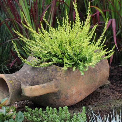 Winterharte Knospenheide 'Sandy' (Garden Girls®)
