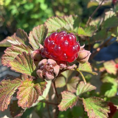 Brombeere 'Dorman Red' Brombeere 'Dorman Red'