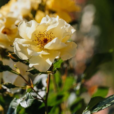 Strauchrose 'Frühlingsgold' Strauchrose 'Frühlingsgold'