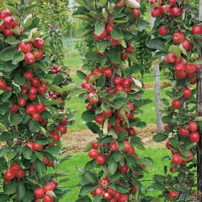 Säulenapfel 'Red Sensation' Säulenapfel 'Red Sensation'