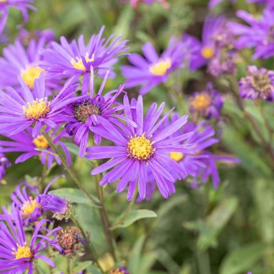 Glattblatt-Aster 'Dauerblau' Glattblatt-Aster 'Dauerblau'