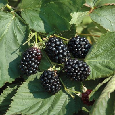Brombeere 'Dima®' Brombeere 'Dima®'
