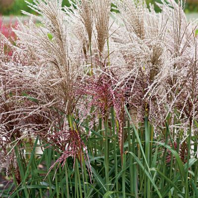 Chinaschilf 'Autumn Anthemn®'