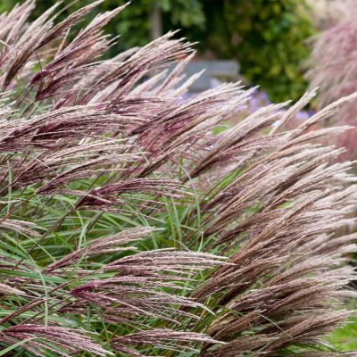 Garten-Chinaschilf 'Red Chief'