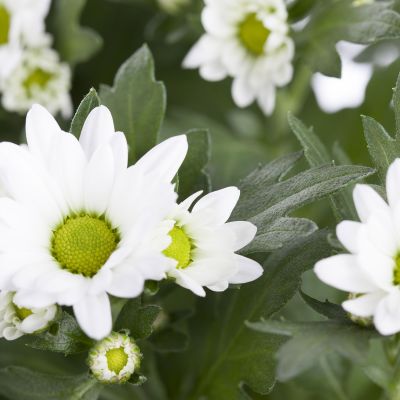 Sommer Margerite
