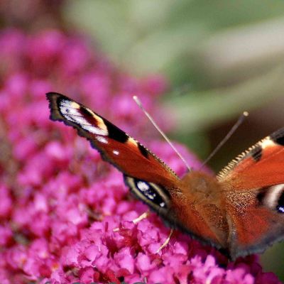 Zwerg-Schmetterlingsflieder Summer Lounge 'Octopus Magenta' ®