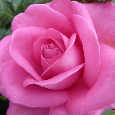 Edelrose 'Lady Like®' Edelrose 'Lady Like®'