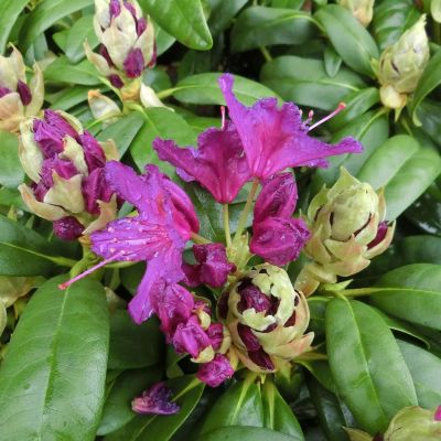 Rhododendron 'Libretto'