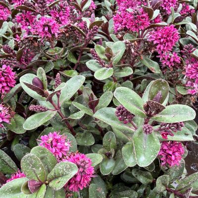 Strauchveronika 'All Blooms® Aurora'