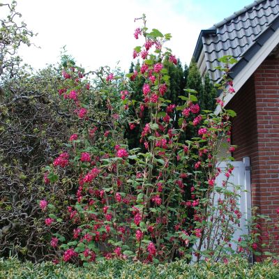 Blut-Zierjohannisbeere 'Red Bross®'