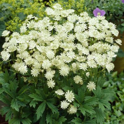 Sterndolde 'Snow Star'