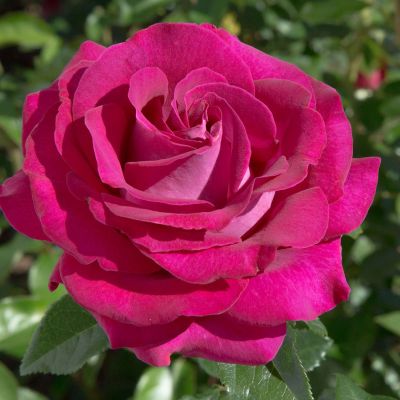 Edelrose 'Belles Rives' Edelrose 'Belles Rives'