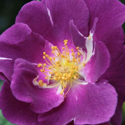 Ramblerrose 'Perennial Blue' - ADR-Rose