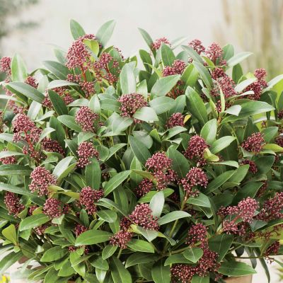 Blütenskimmie 'Rubella' Blütenskimmie 'Rubella'