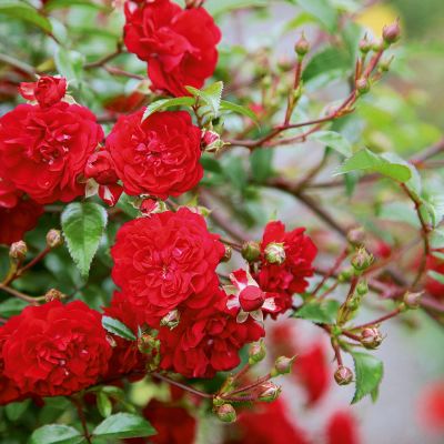 Kletterrose 'Momo®' Kletterrose 'Momo®'