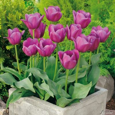 Triumph-Tulpe 'Baby Blue' - 7 Stück