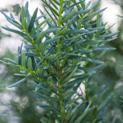 Zwergeibe 'Lescow' Zwergeibe 'Lescow'