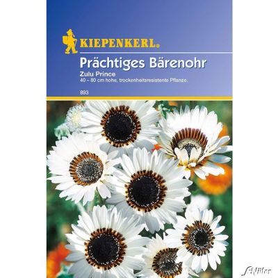 Prächtiges Bärenohr 'Zulu Prince' Prächtiges Bärenohr 'Zulu Prince'