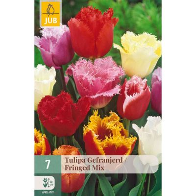 Gefranste Tulpe 'Fringed Mix' - 7 Stück
