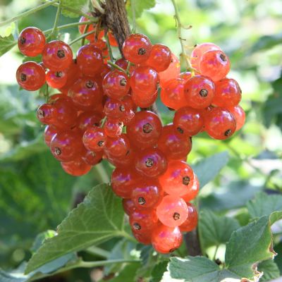 Rote Johannisbeere 'Ribest® Babette®' Rote Johannisbeere 'Ribest® Babette®'