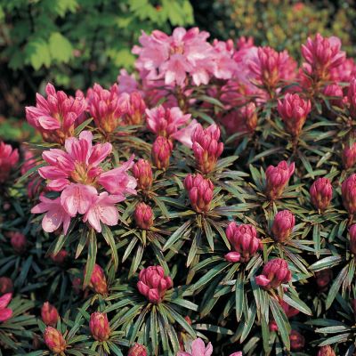 Wild-Rhododendron 'Graziella' Wild-Rhododendron 'Graziella'