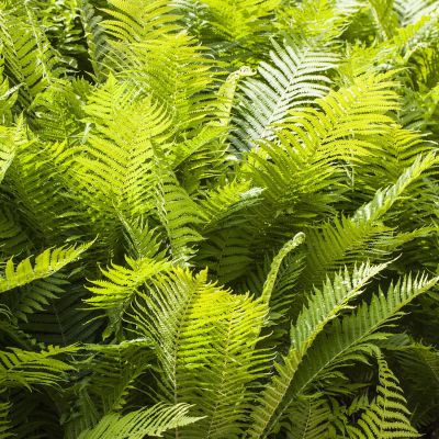 Glanz-Schildfarn Glanz-Schildfarn