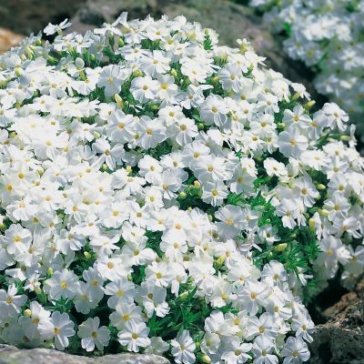 Weißer Polsterphlox Weißer Polsterphlox