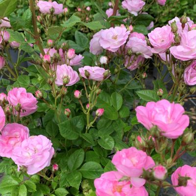 Ramblerrose 'Perennial Blush' Ramblerrose 'Perennial Blush'