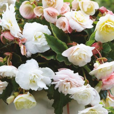 Hängebegonie 'Odorosa' - 3  Stück Hängebegonie 'Odorosa' - 3  Stück