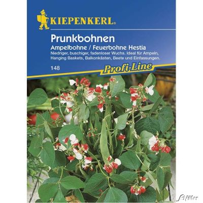 Buschbohne 'Hestia' - Prunkbohne, Feuerbohne Buschbohne 'Hestia' - Prunkbohne, Feuerbohne