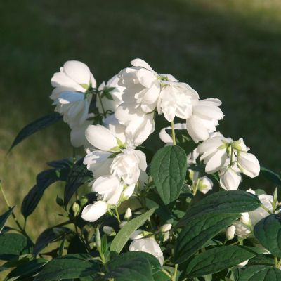 Gefüllter Gartenjasmin 'Little White Love'® - 'Snowdwarf'