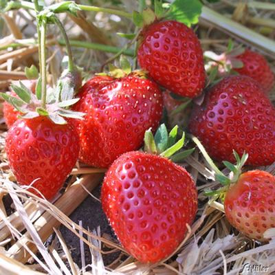 Erdbeeren 'Amandine®' - 10 Stück Erdbeeren 'Amandine®' - 10 Stück