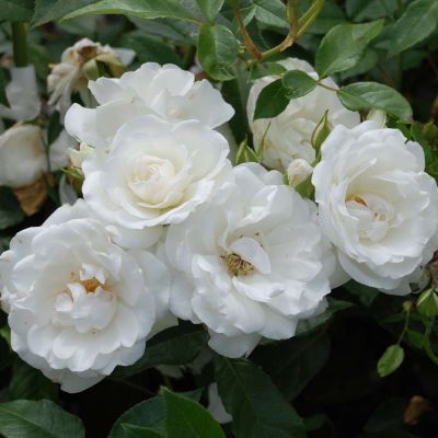 Strauchrose 'Schneewittchen®' Strauchrose 'Schneewittchen®'