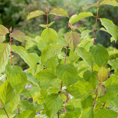 Winter-Heckenkirsche 'Winter Beauty®' Winter-Heckenkirsche 'Winter Beauty®'