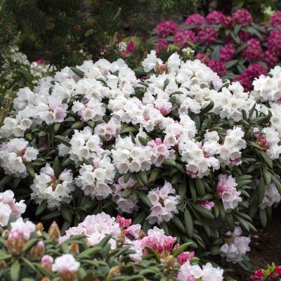 Ball-Rhododendron 'Koichiro Wada' Ball-Rhododendron 'Koichiro Wada'