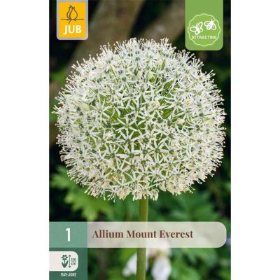 Allium 'Mount Everest' - 1 Stück
