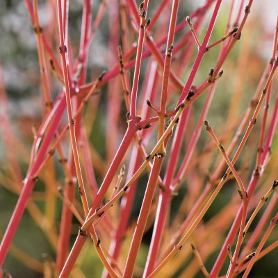 Feuer-Hartriegel 'Magic Flame' Feuer-Hartriegel 'Magic Flame'