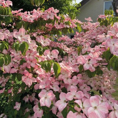 Rotblühender Blumenhartriegel 'Satomi'