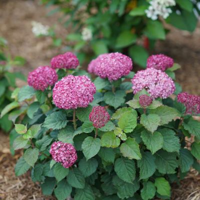 Hortensie 'BellaRagazza® Mauvette'
