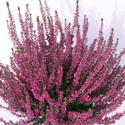 Besenheide 'Marlies' Besenheide 'Marlies'