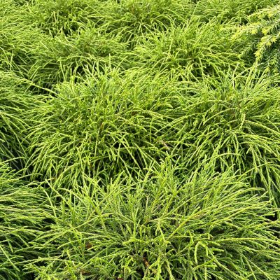 Grüne Fadenzypresse 'Filifera Nana' Grüne Fadenzypresse 'Filifera Nana'