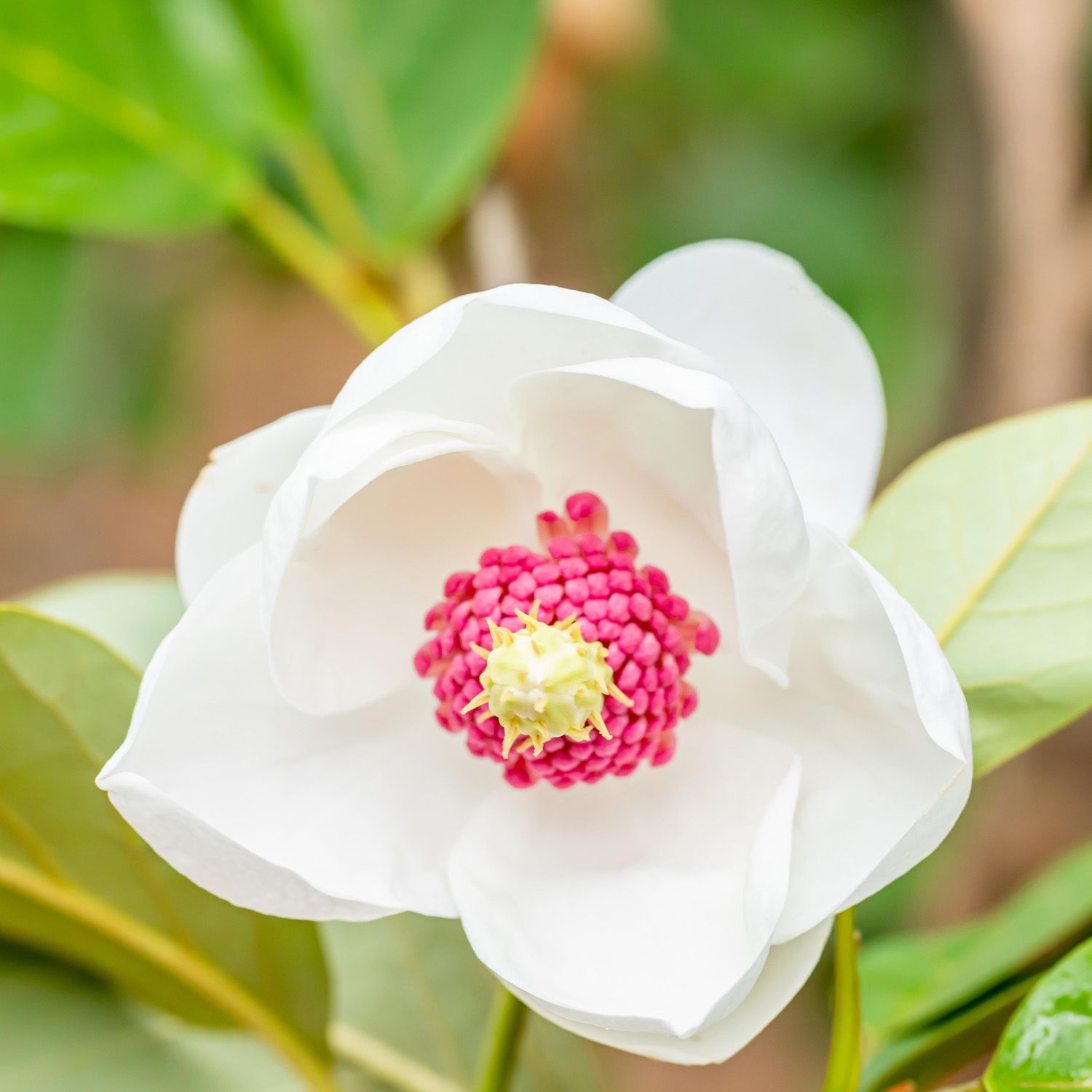 Sommer-Magnolie - Magnolia sieboldii kaufen