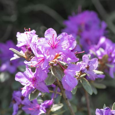 Zwerg-Rhododendron / Rhododendron impeditum