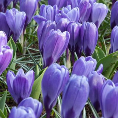 Großblumige Krokusse 'Grand Maitre' - 10 Stück Großblumige Krokusse 'Grand Maitre' - 10 Stück